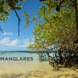 Imagen de portada del videojuego educativo: La importancia de los manglares, de la temática Medio ambiente