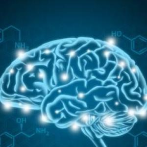 Imagen de portada del videojuego educativo: SISTEMA NERVIOSO CENTRAL Y PERIFERICO , de la temática Ciencias