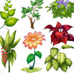 CIENCIAS NATURALES (REPASO)
