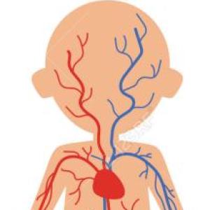 Sistemas del cuerpo humano