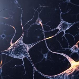 Neuronas progenitoras e inmaduras.