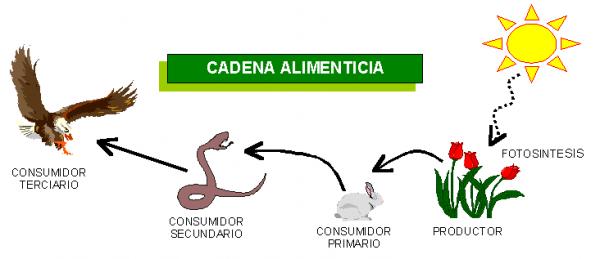 Cadena Trófica 2