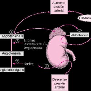 Sistema renina-angiotensina-aldosterona