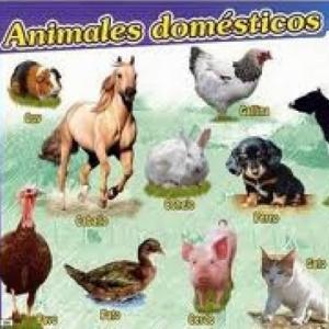 Animales Domésticos 