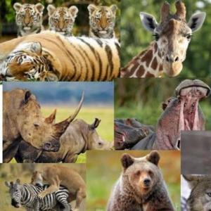 Animales Salvajes 