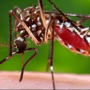 ¿CÓMO LOS VIRUS Y LOS PRIONES PUEDEN ALTERAR LAS FUNCIONES CELULARES?