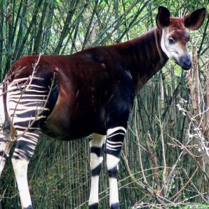 ¿Qué tanto aprendimos sobre el okapi?