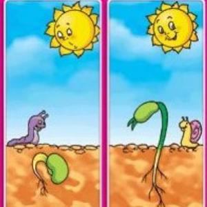 Ciclo de vida de la planta