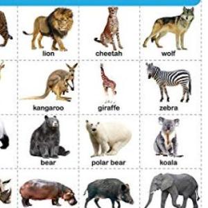 WILD ANIMALS