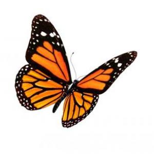 PREGUNTADOS DE MARIPOSA