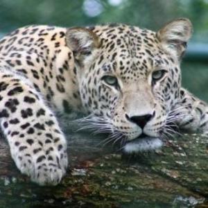 Los animales vertebrados