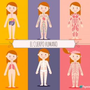 SISTEMAS DE NUESTRO CUERPO
