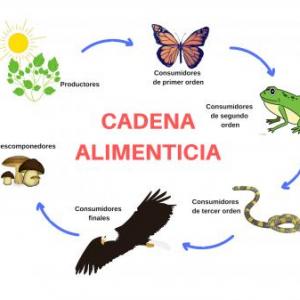 RELACIÓN ALIMENTARIA