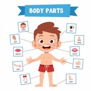 ¡BODY PARTS!