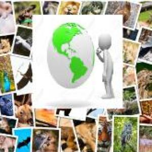 S.O.S ¿Animales perdidos?