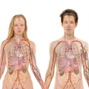 PARTES DEL CUERPO HUMANO