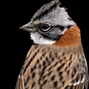 AVES DE BOGOTÀ