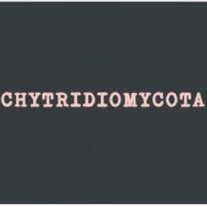 HONGO CHYTRIDIOMYCOTA