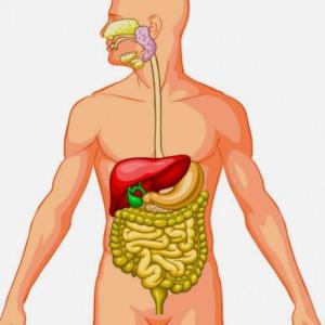 El sistema digestivo