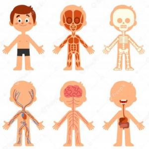 Aprendiendo Anatomía