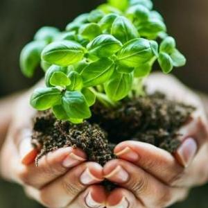 4º - LAS PLANTAS