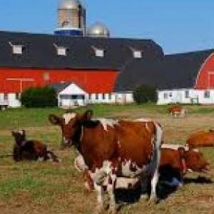 The farm
