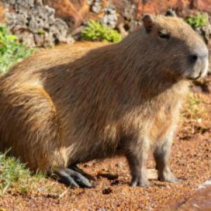 Portada del juego Descubre los animales de la jungla – Lengua