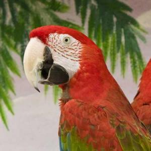 Portada del juego Qué tanto sabes del Guacamayo Rojo! – Cultura general