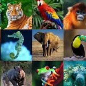 Animales