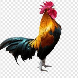 Ejemplo con Oca y Trivia