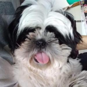 Razas de perro