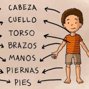 Qué tanto sé del cuerpo Humano