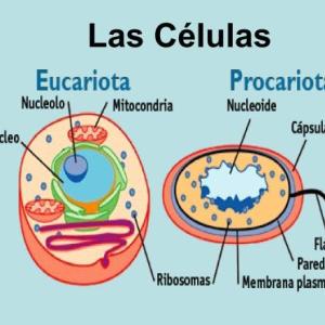 Conocimiento sobre las células
