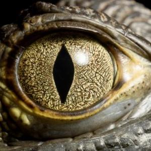 Reptiles