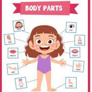 Partes del cuerpo humano/ Parts of the body