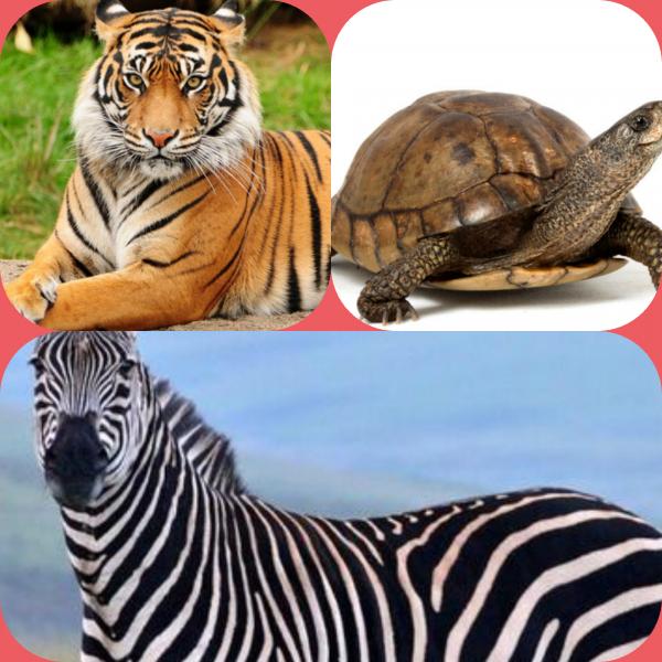 Animales 