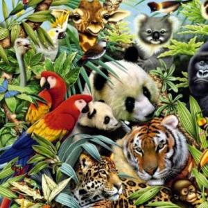 Adivinando en la selva