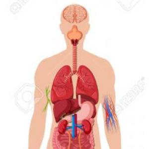 Relaciona tu cuerpo humano