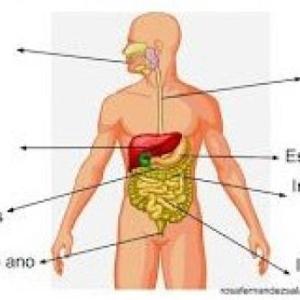 evaluación de sistema digestivo