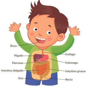 etapas del sistema digestivo