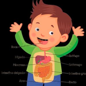 Digestión Activa