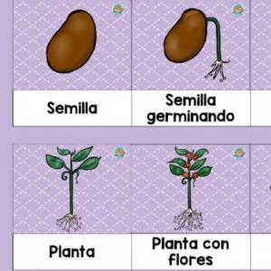 Ciclo de vida de una Flor