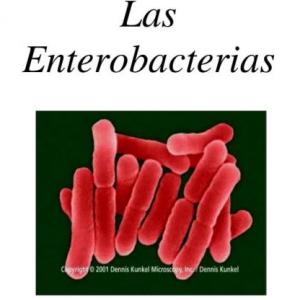 Enterobacterias