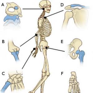 JOINTS OF THE HUMAN BODY