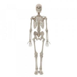 BONES OF THE HUMAN BODY