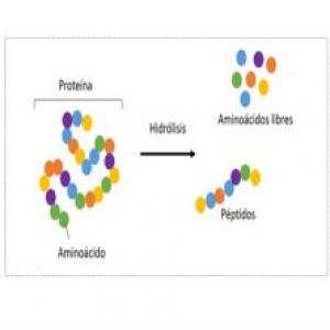 péptidos y proteínas