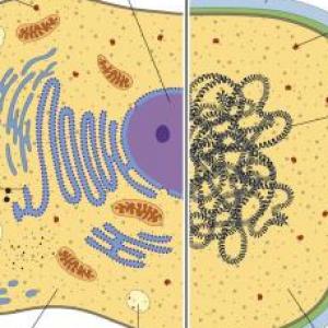Imagen de portada del videojuego educativo: Eukaryotic VS Prokaryotic Cells Memorama, de la temática Biología