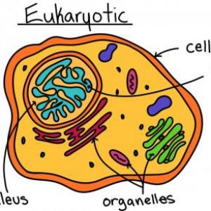 Imagen de portada del videojuego educativo: Eukaryotic VS Prokaryotic Cells , de la temática Biología