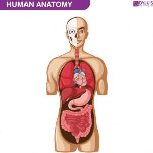 Imagen de portada del videojuego educativo: HUMAN BODY ORGANS MEMORAMA, de la temática Biología