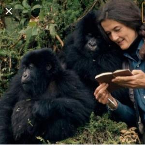 Cuanto sabemos de Dian Fossey